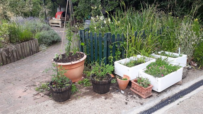 Barracks Lane Community Garden