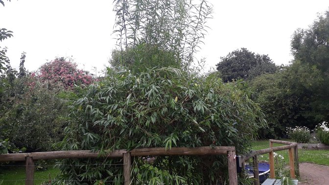 Barracks Lane Community Garden