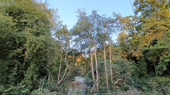 CS Lewis Community Nature Reserve
