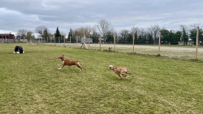Bound Around Secure Dog Field
