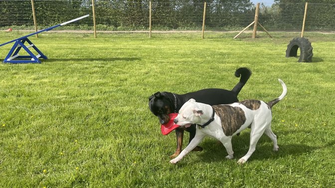 Bound Around Secure Dog Field