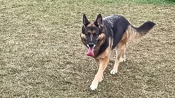 Bound Around Secure Dog Field