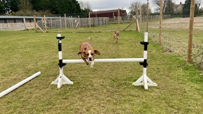 Bound Around Secure Dog Field
