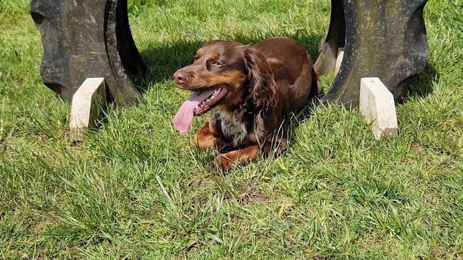 Bound Around Secure Dog Field