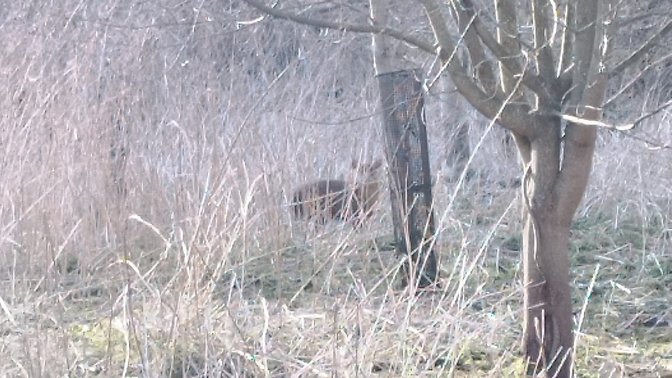 Aston's Eyot