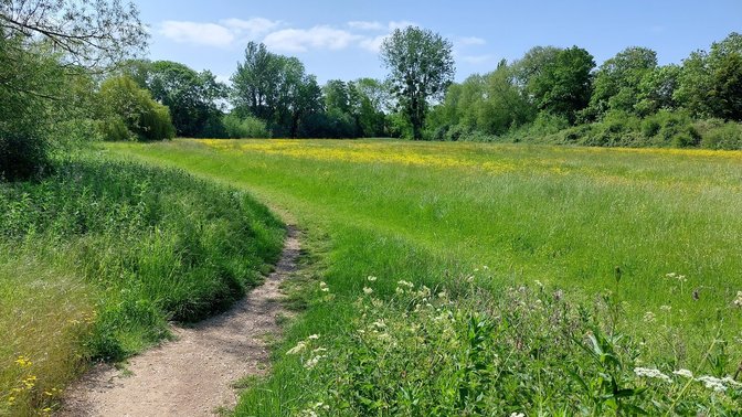 Music Meadow