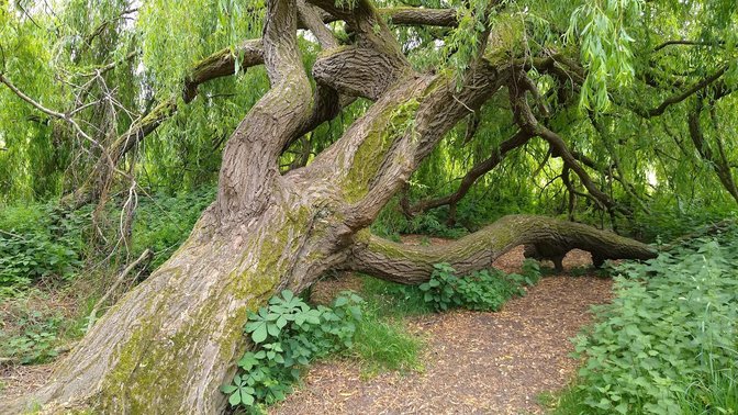 Music Meadow