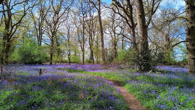 Bagley Wood
