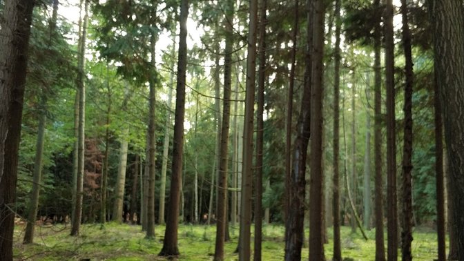 Bagley Wood