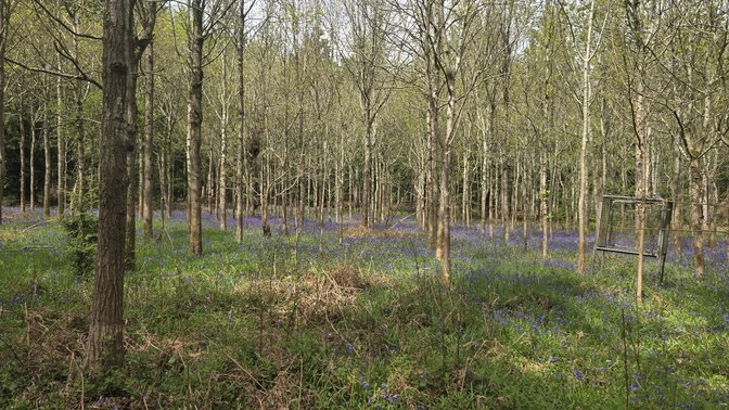 Bagley Wood