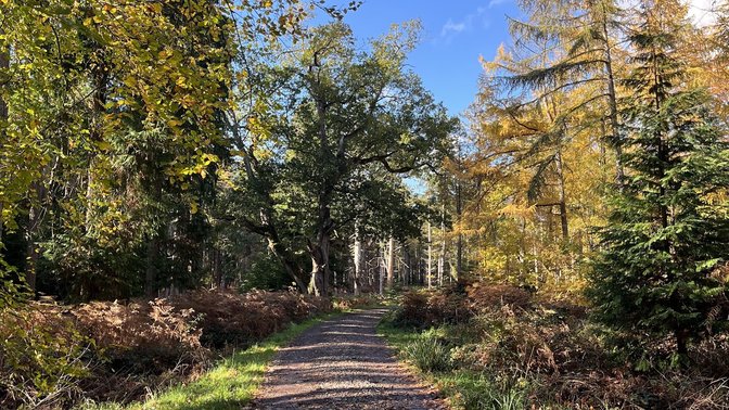Bagley Wood