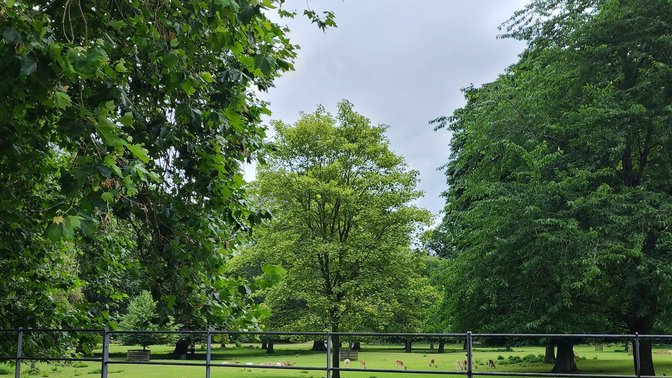 The Grove