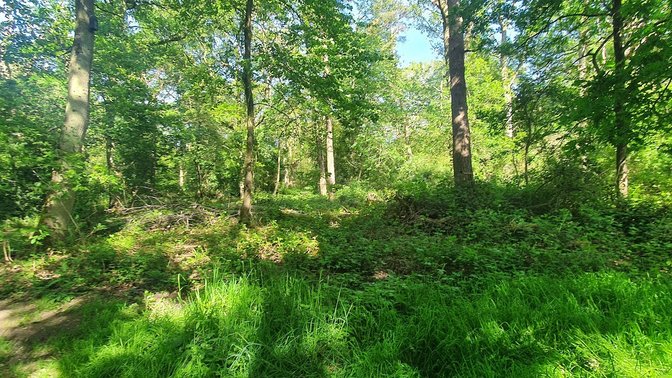Magdalen Quarry Local Nature Reserve