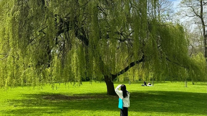 Aivin's Willow Tree