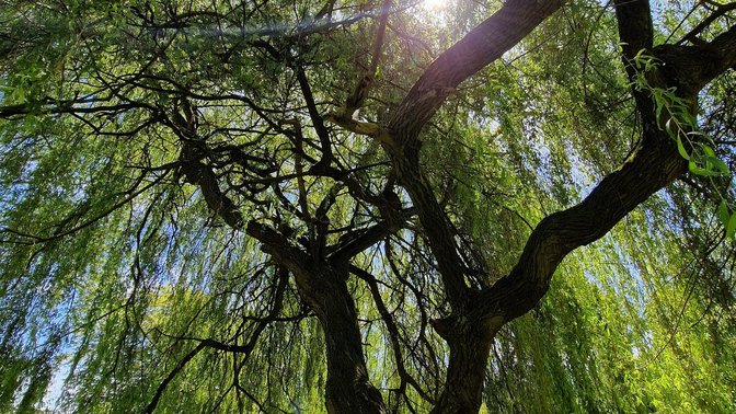 Aivin's Willow Tree
