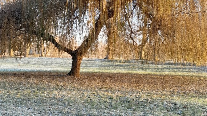 Aivin's Willow Tree