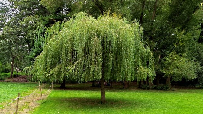 Poplar Walk