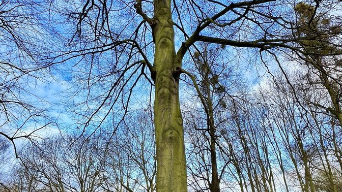 The Watcher Tree