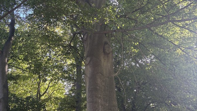 The Watcher Tree