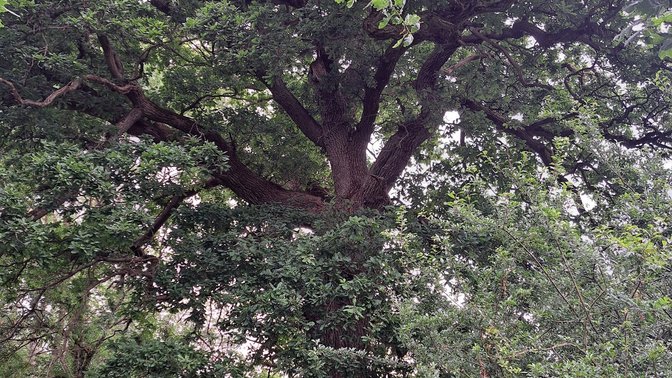 Hinksey Heights Nature Reserve