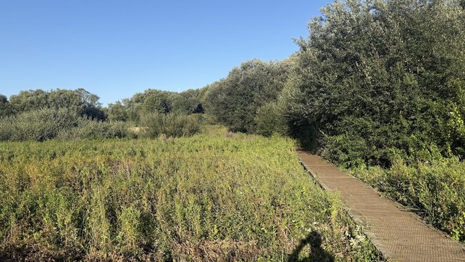 Heyford Meadow Nature Reserve