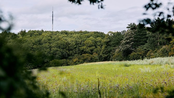 Sydlings Copse