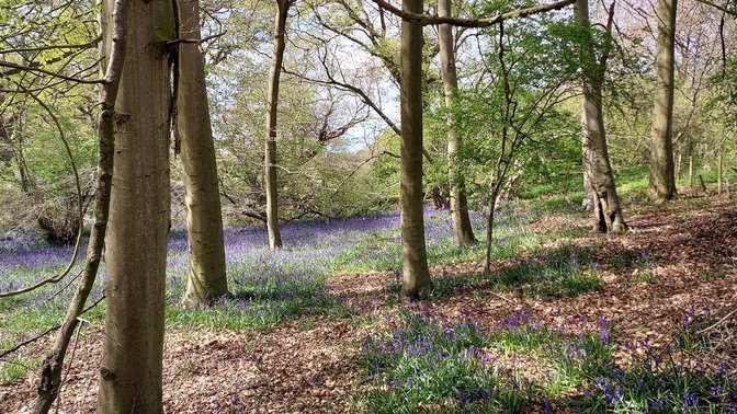 Sydlings Copse