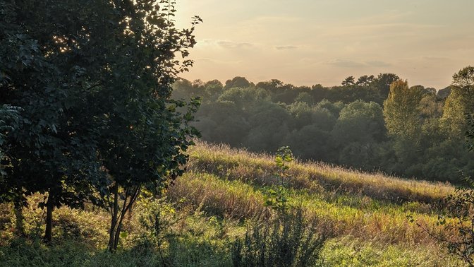 Sydlings Copse