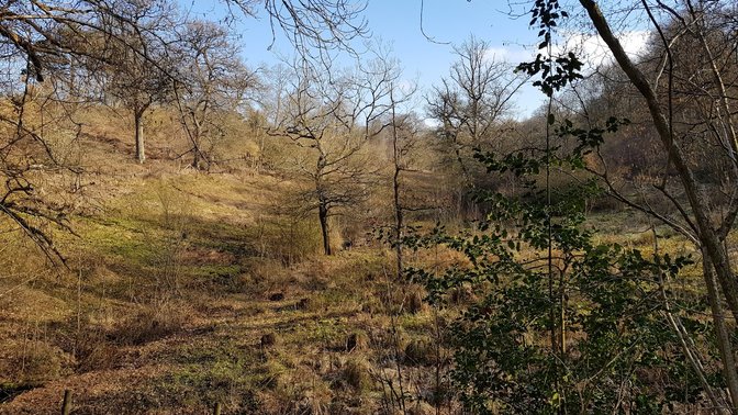 Sydlings Copse