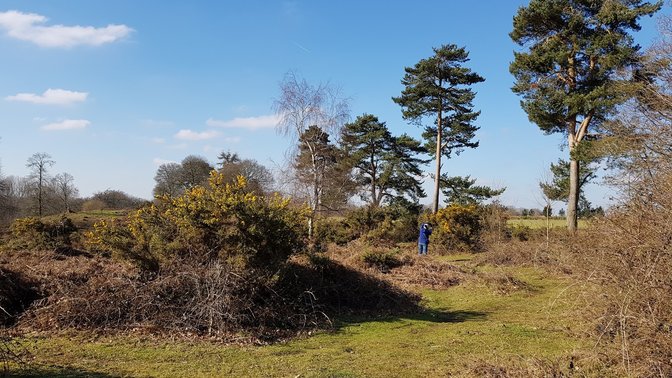 Sydlings Copse