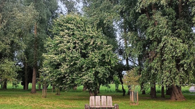 Blackbird Leys Park