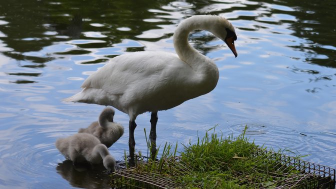 Cutteslowe and Sunnymead Park