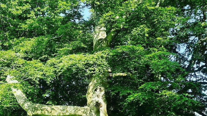 Global Retreat Centre - Day Yoga