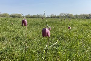 Iffley Meadows