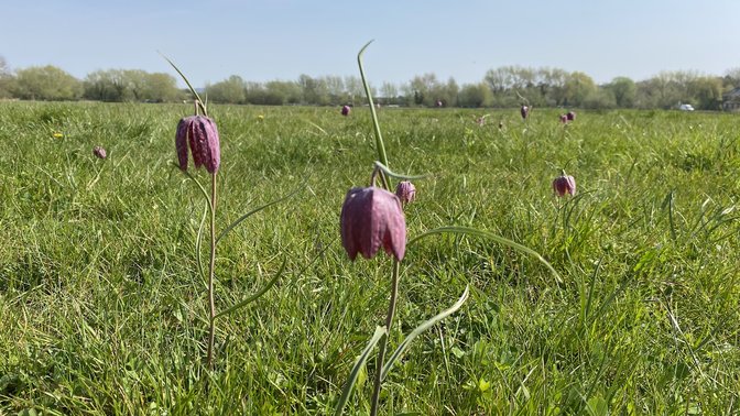 Iffley Meadows
