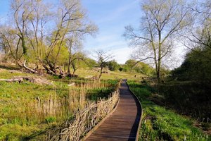 Lye Valley Nature Reserve, Oxford