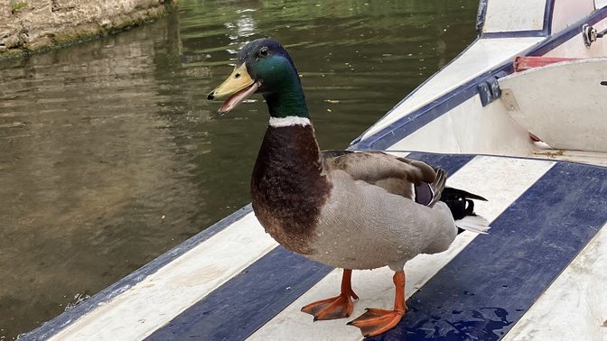 Magdalen Bridge Boathouse - Punting Tours