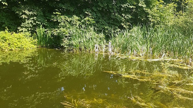 Milham Ford Nature Park