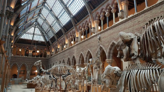 Oxford University Museum Of Natural History