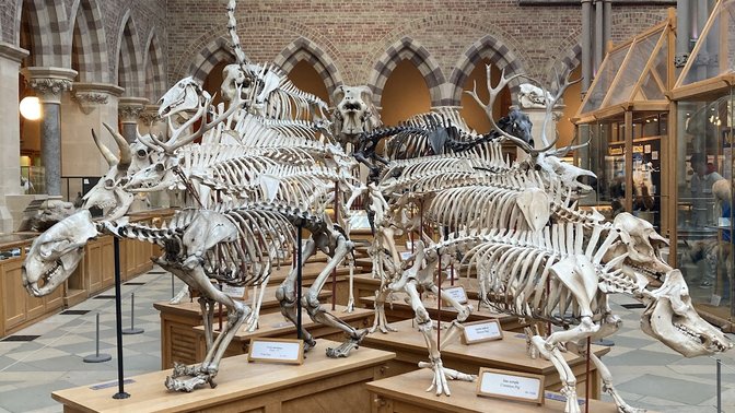 Pitt-rivers Collection