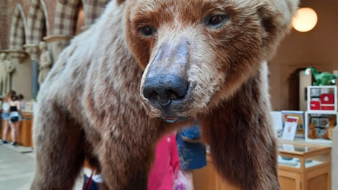 Pitt-rivers Collection