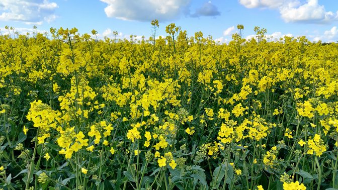 Shotover Country Park
