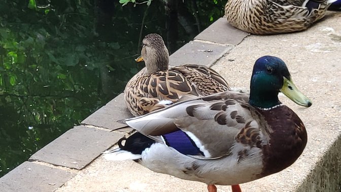 Spindleberry Nature Park