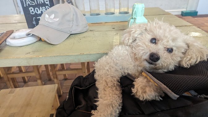 The Market Cellar Door