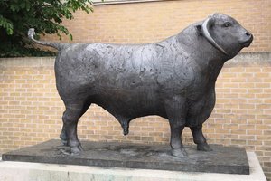 The Ox By Olivia Musgrave