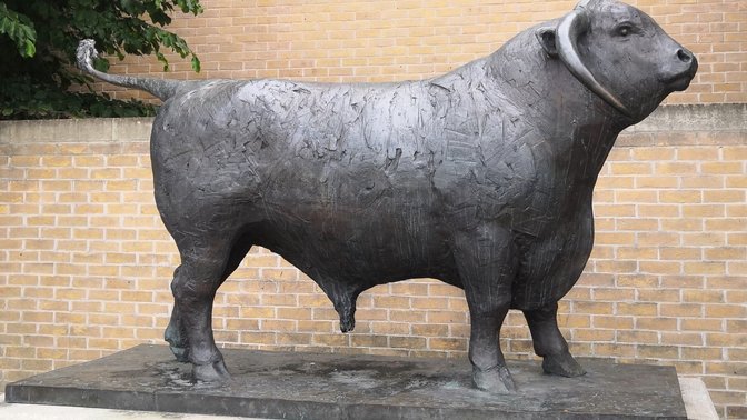 The Ox By Olivia Musgrave