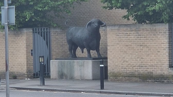 The Ox By Olivia Musgrave