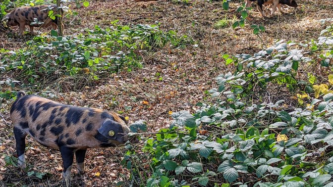 The University of Oxford Harcourt Arboretum