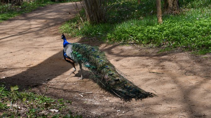 The University of Oxford Harcourt Arboretum