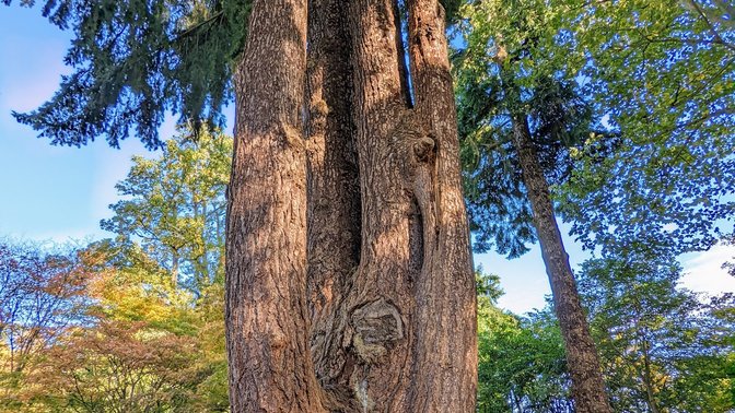 The University of Oxford Harcourt Arboretum